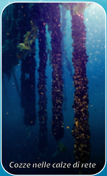 Файл:Cozze-rete.png